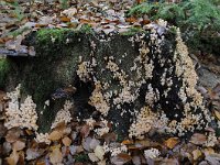 Hypholoma fasciculare 33, Gewone zwavelkop, Saxifraga-Luuk Vermeer