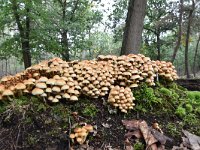 Hypholoma fasciculare 36, Gewone zwavelkop, Saxifraga-Luuk Vermeer