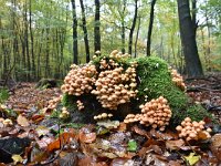 Hypholoma fasciculare 38, Gewone zwavelkop, Saxifraga-Luuk Vermeer