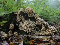 Hypholoma fasciculare 50, Gewone zwavelkop, Saxifraga-Luuk Vermeer