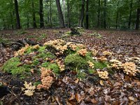 Hypholoma fasciculare 52, Gewone zwavelkop, Saxifraga-Luuk Vermeer