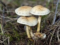 Gewone zwavelkop 12 : Psilocybe fascicularis fascicularis, Sulphur Tuft, Gewone zwavelkop