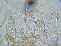 Inocybe curvipes 4, Zilversteelvezelkop, Micro, Saxifraga-Lucien Rommelaars