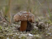 Inocybe vulpinella 2, Kleine duinvezelkop, Saxifraga-Luuk Vermeer