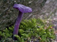 Laccaria amethystina 10, Amethistzwam, Saxifraga-Rik Kruit