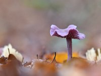 Laccaria amethystina 14, Amethistzwam, Saxifraga-Luuk Vermeer