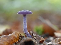 Laccaria amethystina 15, Amethistzwam, Saxifraga-Luuk Vermeer