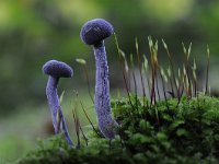 Laccaria amethystina 18, Amethistzwam, Saxifraga-Luuk Vermeer