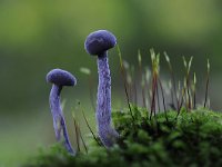 Laccaria amethystina 19, Amethistzwam, Saxifraga-Luuk Vermeer