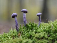 Laccaria amethystina 22, Amethistzwam, Saxifraga-Luuk Vermeer