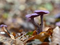 Laccaria amethystina 24, Amethistzwam, Saxifraga-Luuk Vermeer