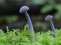 Laccaria amethystina 27, Amethistzwam, Saxifraga-Luuk Vermeer