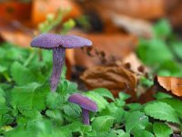 Laccaria amethystina 31, Amethistzwam, Saxifraga-Hans Dekker