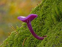 Rodekoolzwam  Rodekoolzwam op beuk op landgoed Staverden : Laccaria amethystina