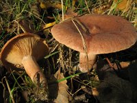 Lactarius rufus 3, Rossige melkzwam, Saxifraga-Rutger Barendse