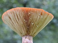 Lactarius rufus 5, Rossige melkzwam, Saxifraga-Luuk Vermeer