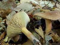 Lactarius subdulcis 2, Bitterzoete melkzwam, Saxifraga-Lucien Rommelaars