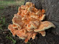 Laetiporus sulphureus 13, Zwavelzwam, Saxifraga-Ab H Baas