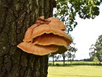 Laetiporus sulphureus 14, Zwavelzwam, Saxifraga-Luuk Vermeer