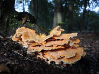 Laetiporus sulphureus 16, Zwavelzwam, Saxifraga-Luuk Vermeer