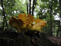 Laetiporus sulphureus 18, Zwavelzwam, Saxifraga-Luuk Vermeer