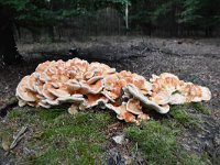 Laetiporus sulphureus 25, Zwavelzwam, Saxifraga-Luuk Vermeer