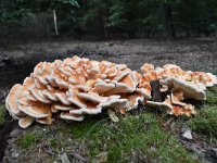 Laetiporus sulphureus 26, Zwavelzwam, Saxifraga-Luuk Vermeer