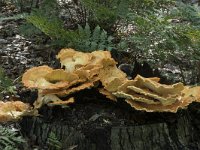 Laetiporus sulphureus 30, Zwavelzwam, Saxifraga-Willem van Kruijsbergen