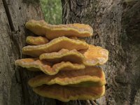 Laetiporus sulphureus 33, Zwavelzwam, Saxifraga-Willem van Kruijsbergen