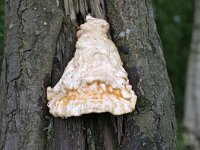 Laetiporus sulphureus 36, Zwavelzwam, Saxifraga-Tom Heijnen