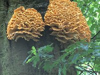 Laetiporus sulphureus 4, Zwavelzwam, Saxifraga-Jan de Laat