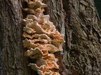 zwavelzwam  zwavelzwam op robinia bij begraafplaats Ermelo : Laetiporus sulhureus