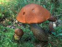 Leccinum quercinum 3, Eikenboleet, Saxifraga-Jan de Laat