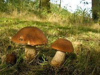 Leccinum quercinum 4, Eikenboleet, Saxifraga-Jan van der Straaten