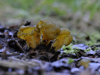 Leotia lubrica 11, Groene glibberzwam, Saxifraga-Luuk Vermeer