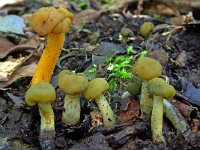 Leotia lubrica 2, Groene glibberzwam, Saxifraga-Lucien Rommelaars