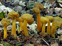 Leotia lubrica 3, Groene glibberzwam, Saxifraga-Lucien Rommelaars