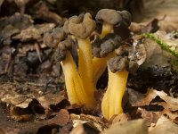 Leotia lubrica 6, Groene glibberzwam, Saxifraga-Willem van Kruijsbergen