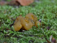 Leotia lubrica 9, Groene glibberzwam, Saxifraga-Luuk Vermeer