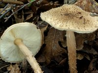 Lepiota perplexa 3, Egelparasolzwam, Saxifraga-Lucien Rommelaars