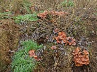 Lepista flaccida 5, Roodbruine schijnridderzwam, Saxifraga-Lucien Rommelaars