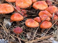 Leratiomyces ceres 7, Oranjerode stropharia, Saxifraga-Bart Vastenhouw