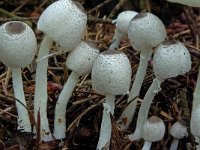 Leucocoprinus brebissonii 2, Spikkelplooiparasol, Saxifraga-Lucien Rommelaars