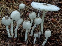 Leucocoprinus brebissonii 3, Spikkelplooiparasol, Saxifraga-Lucien Rommelaars