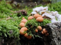 Lycogala epidendrum 6, Gewone boomwrat, Saxifraga-Luuk Vermeer