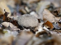 Lycoperdon nigrescens 3, Zwartwordende stuifzwam, Saxifraga-Luuk Vermeer