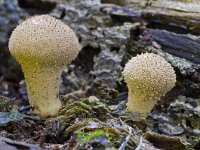 Lycoperdon perlatum 12, Parelstuifzwam, Saxifraga-Rik Kruit