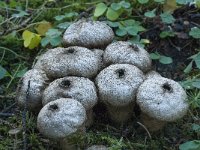 Lycoperdon perlatum 14, Parelstuifzwam, Saxifraga-Willem van Kruijsbergen