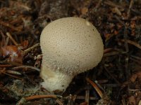 Lycoperdon perlatum 2, Parelstuifzwam, Saxifraga-Marijke Verhagen