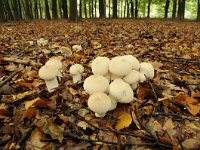 Lycoperdon perlatum 26, Parelstuifzwam, Saxifraga-Luuk Vermeer